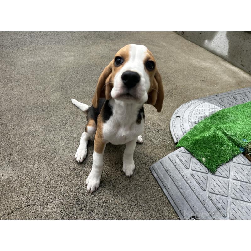 販売中の北海道のビーグル-413478の7枚目