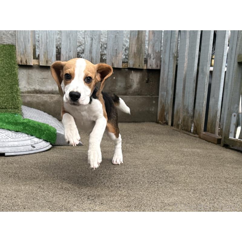 販売中の北海道のビーグル-413478の6枚目