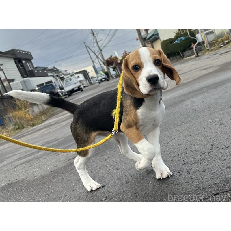 販売中の北海道のビーグル-413478の5枚目
