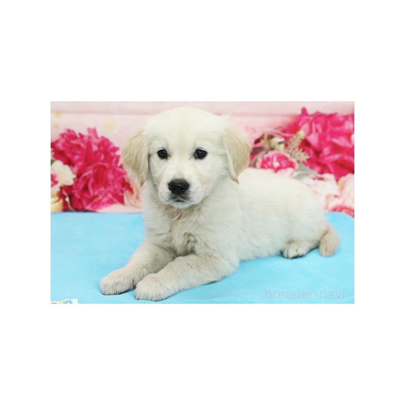 販売中の神奈川県のゴールデンレトリーバー-422103の1枚目