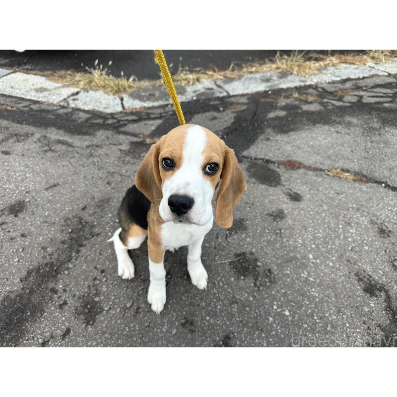 販売中の北海道のビーグル-413478の4枚目