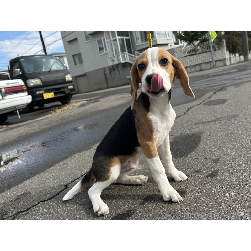 販売中の北海道のビーグル-413478の3枚目