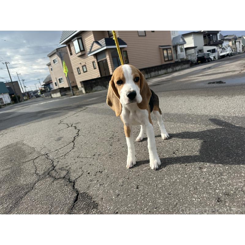 販売中の北海道のビーグル-413478の2枚目