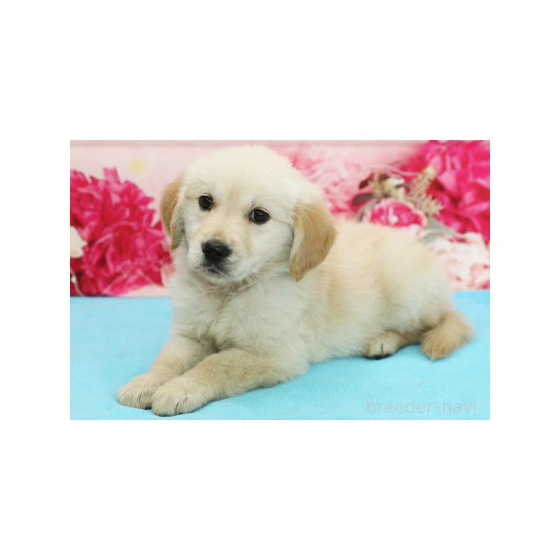 販売中の神奈川県のゴールデンレトリーバー-422105