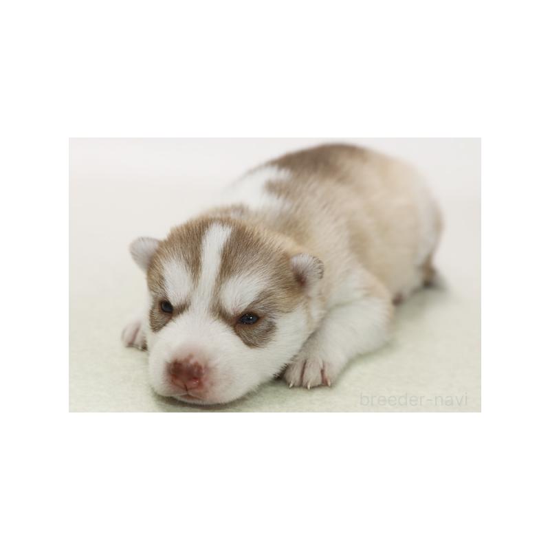 販売中の神奈川県のシベリアンハスキー-423070の1枚目