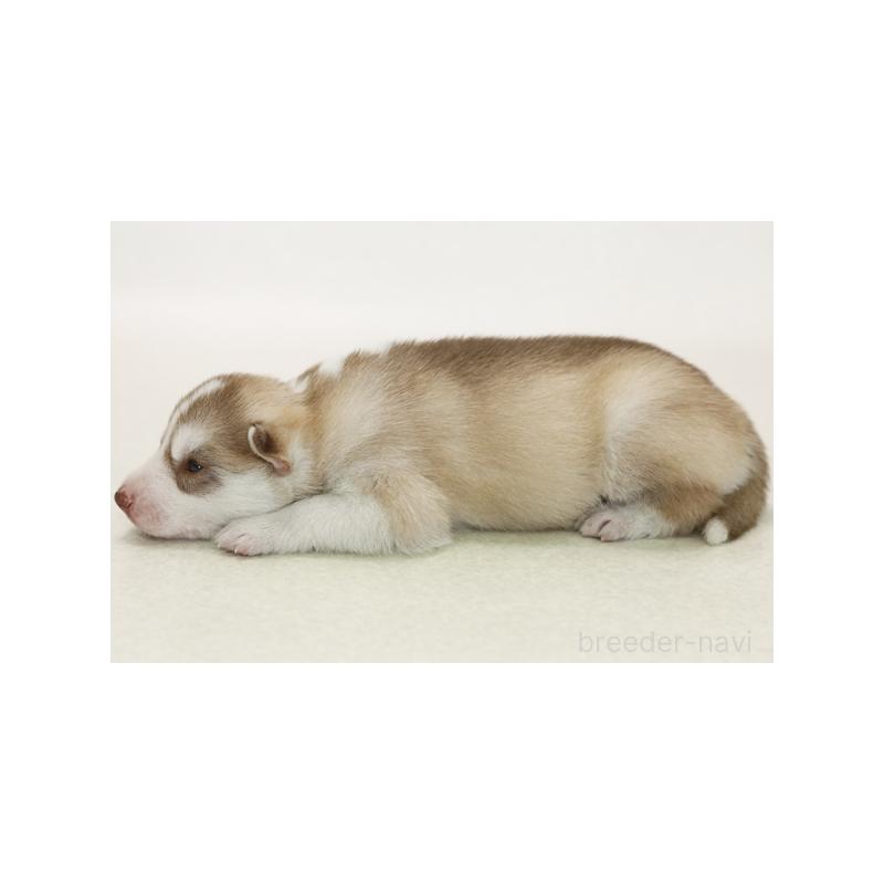 販売中の神奈川県のシベリアンハスキー-423070の2枚目