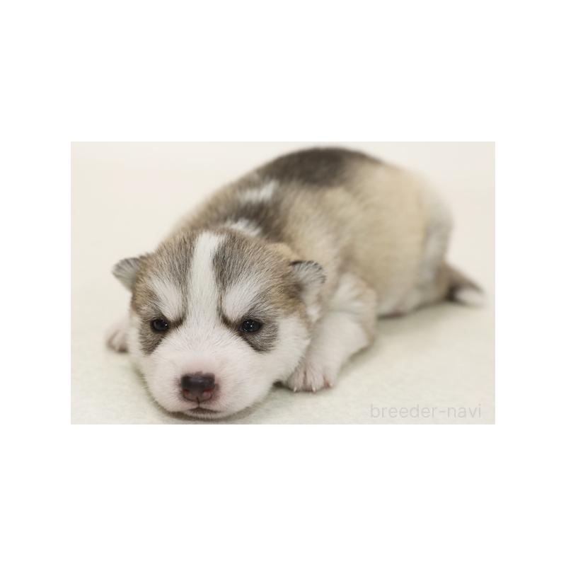 販売中の神奈川県のシベリアンハスキー-423071