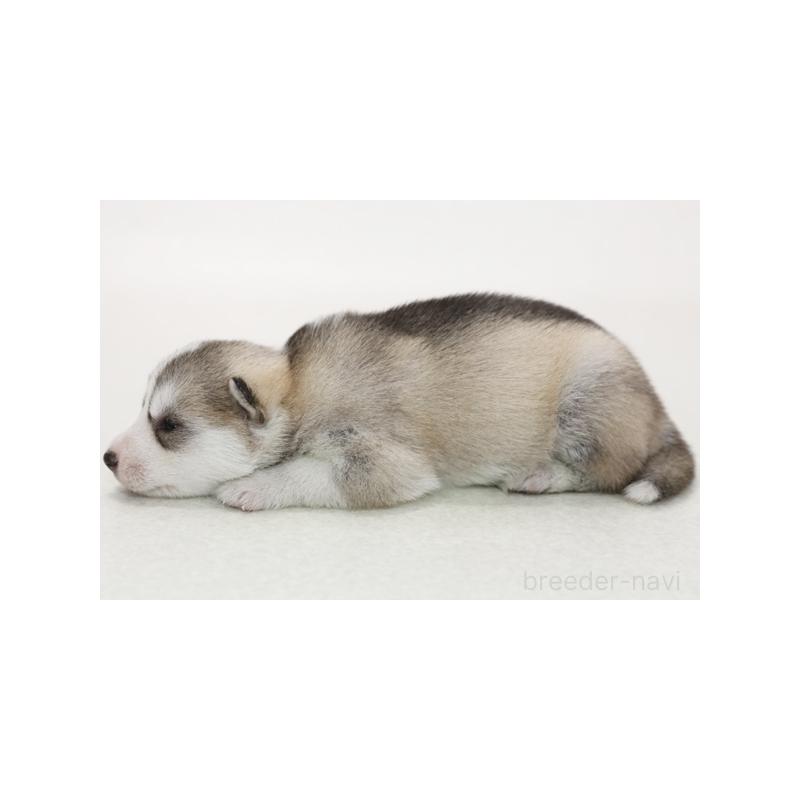 販売中の神奈川県のシベリアンハスキー-423071の2枚目