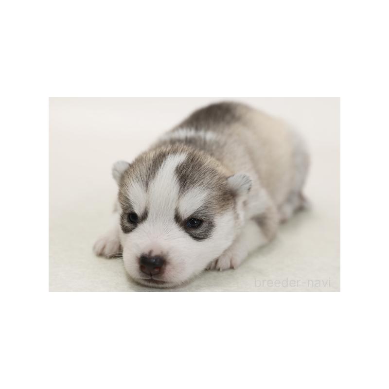 販売中の神奈川県のシベリアンハスキー-423072