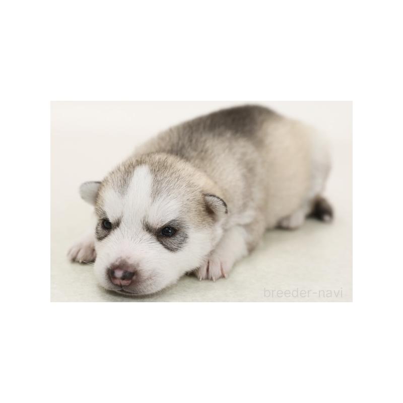 販売中の神奈川県のシベリアンハスキー-423073