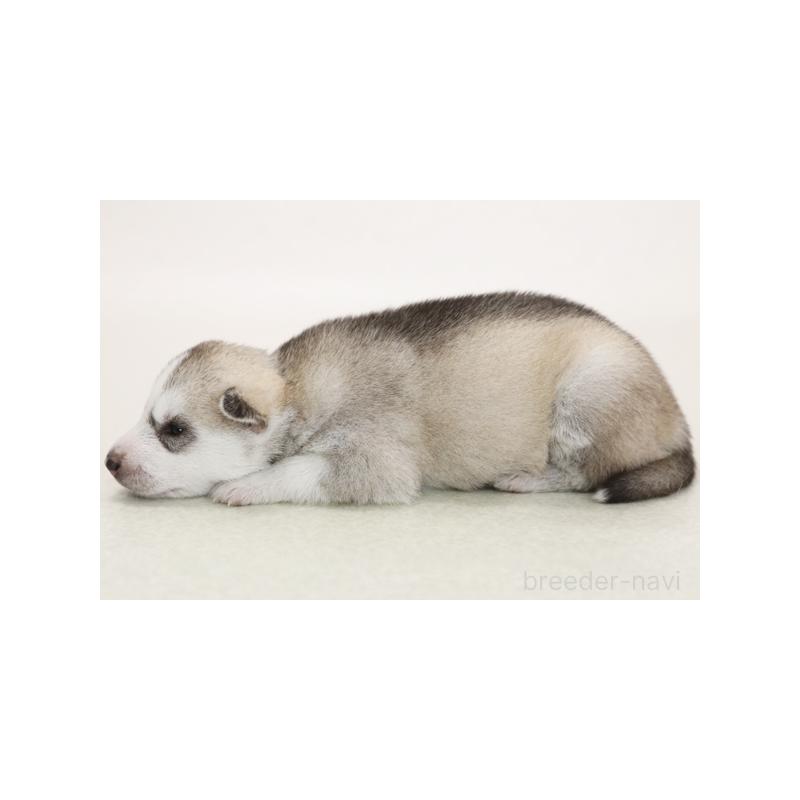 販売中の神奈川県のシベリアンハスキー-423073の2枚目