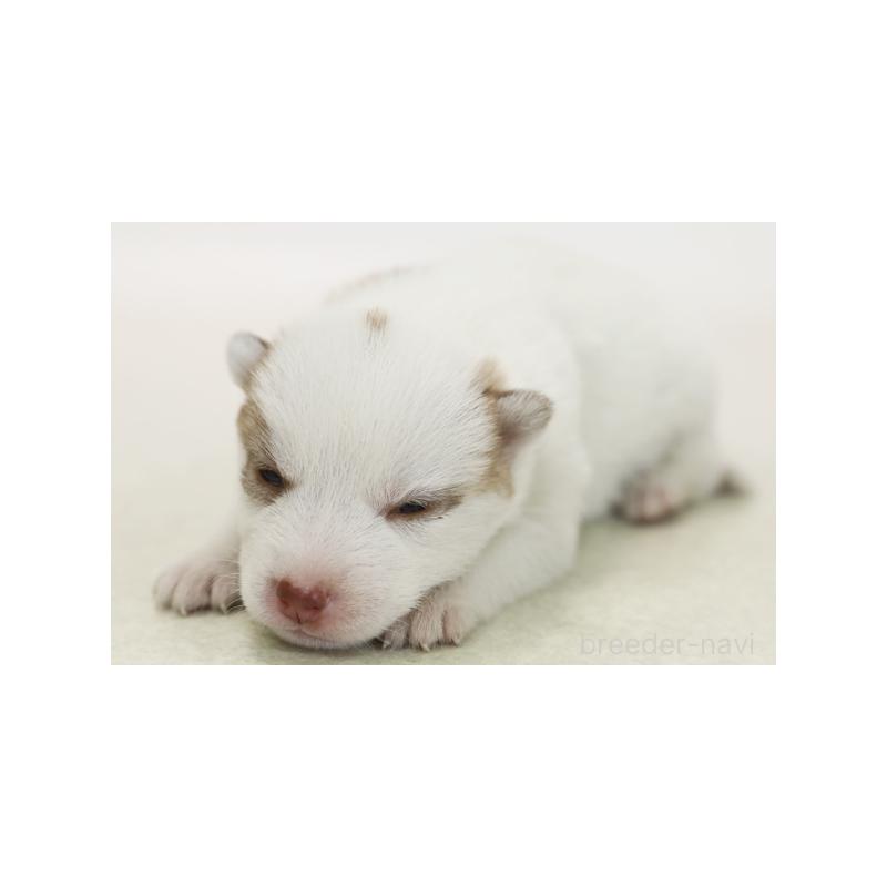 販売中の神奈川県のシベリアンハスキー-423074