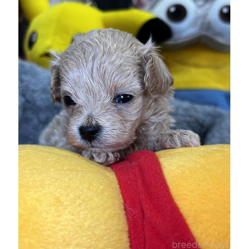 販売中の埼玉県のマルプー:マルチーズ×トイプードル-423075の6枚目