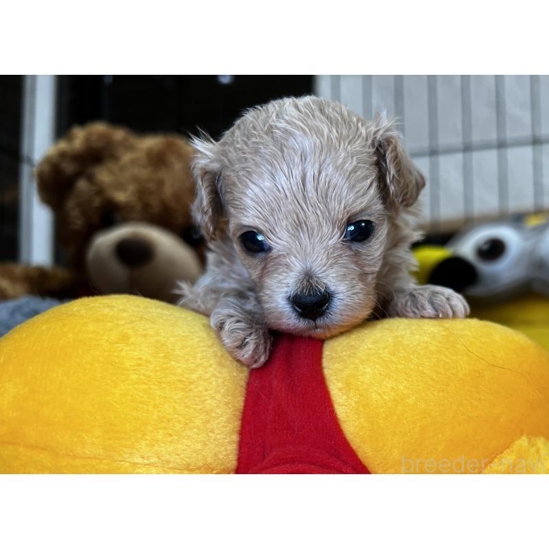 販売中の埼玉県のマルプー:マルチーズ×トイプードル-423075の5枚目