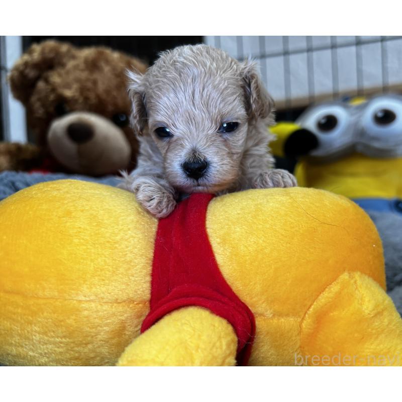 販売中の埼玉県のマルプー:マルチーズ×トイプードル-423075の4枚目