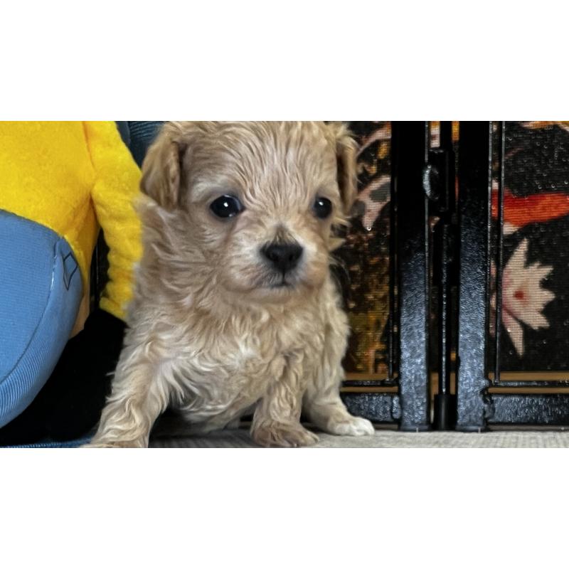 販売中の埼玉県のマルプー:マルチーズ×トイプードル-423075の3枚目