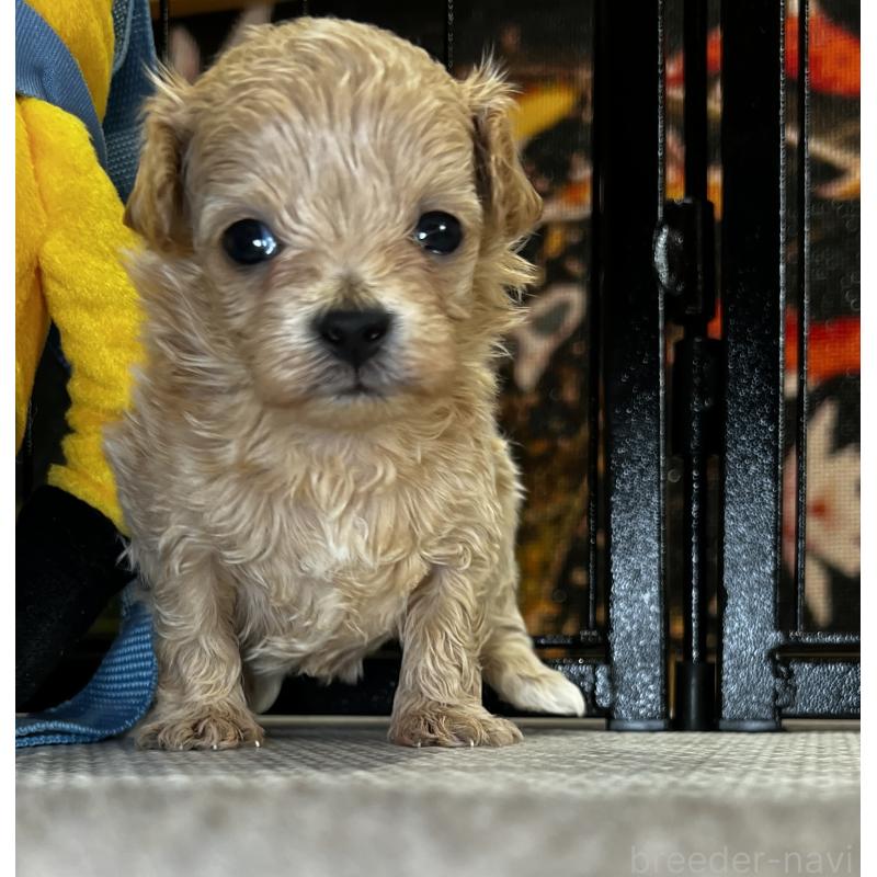 販売中の埼玉県のマルプー:マルチーズ×トイプードル-423075の2枚目