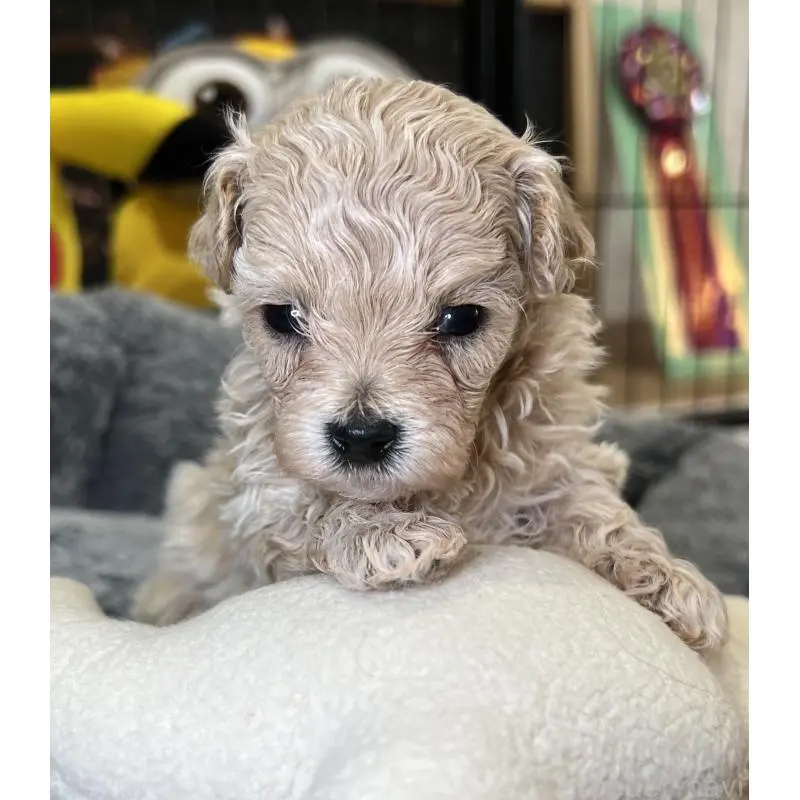 販売中の埼玉県のマルプー:マルチーズ×トイプードル-423077の6枚目