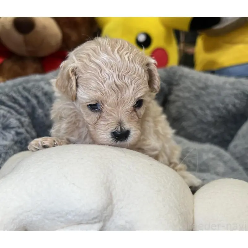 販売中の埼玉県のマルプー:マルチーズ×トイプードル-423077の5枚目