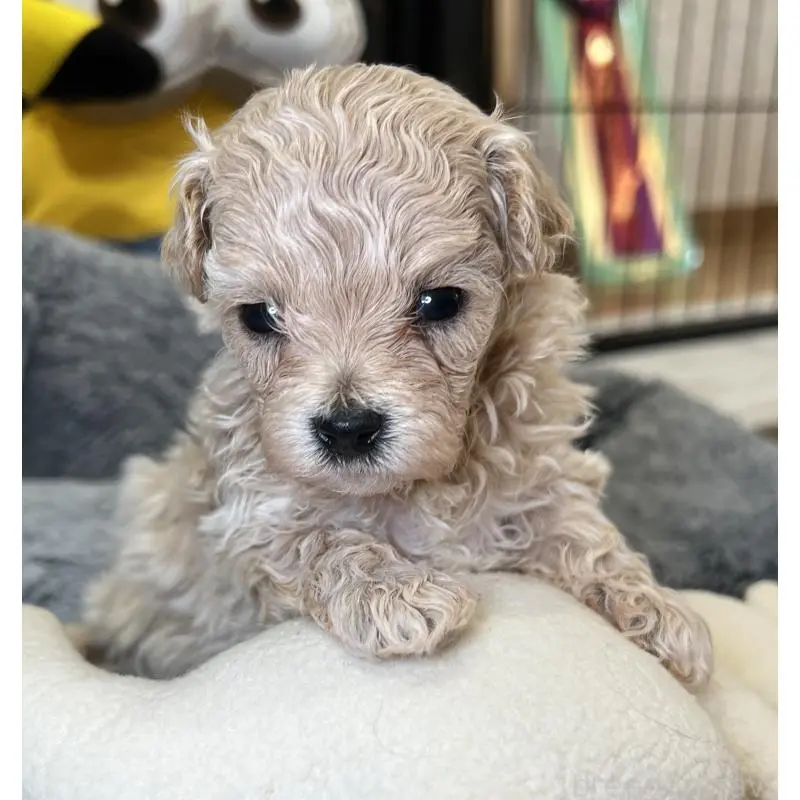 販売中の埼玉県のマルプー:マルチーズ×トイプードル-423077の4枚目