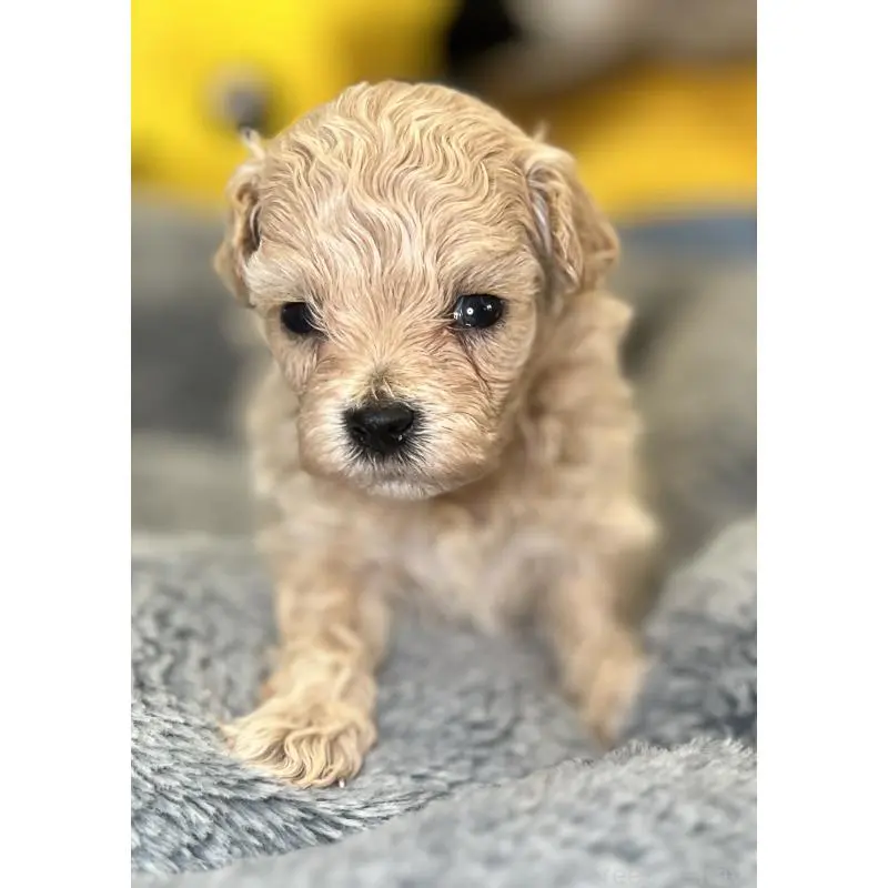 販売中の埼玉県のマルプー:マルチーズ×トイプードル-423077の3枚目