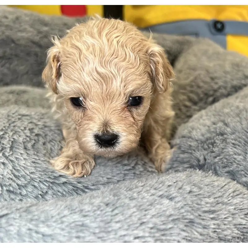 販売中の埼玉県のマルプー:マルチーズ×トイプードル-423077の2枚目