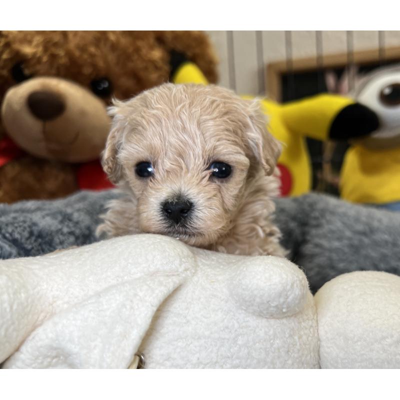 販売中の埼玉県のマルプー:マルチーズ×トイプードル-423080の7枚目