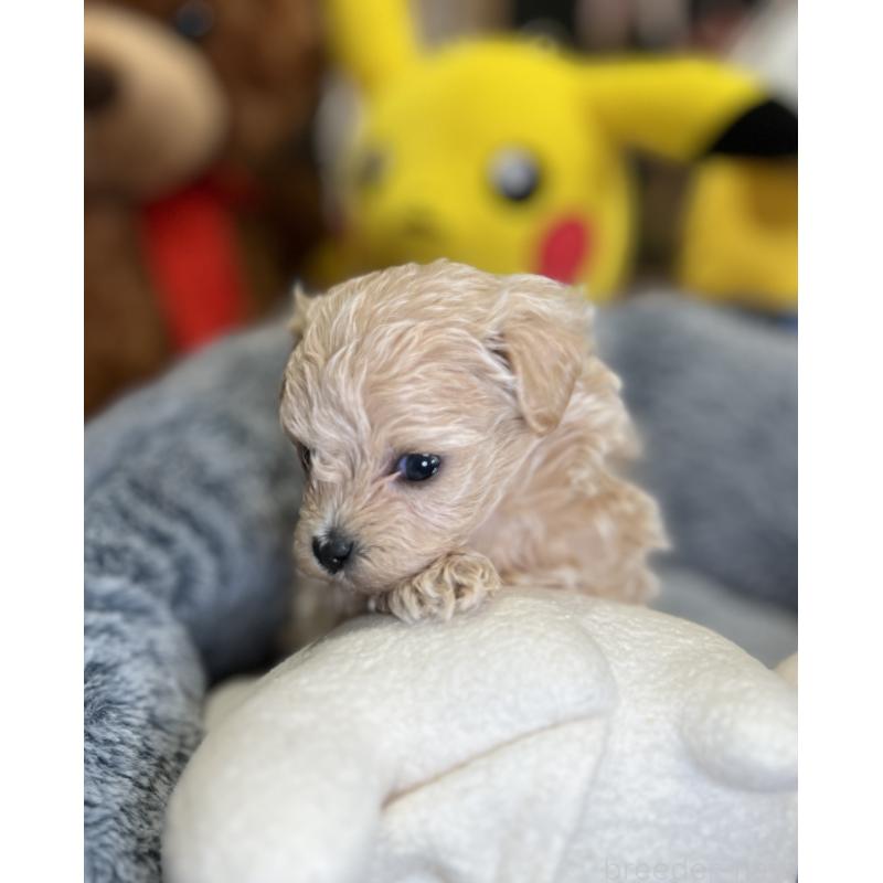 販売中の埼玉県のマルプー:マルチーズ×トイプードル-423080の6枚目