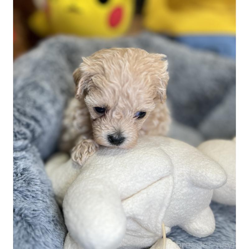 販売中の埼玉県のマルプー:マルチーズ×トイプードル-423080の5枚目