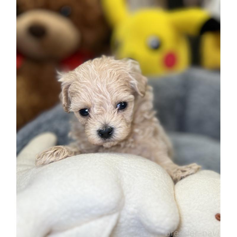 販売中の埼玉県のマルプー:マルチーズ×トイプードル-423080の4枚目