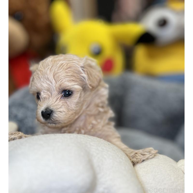 販売中の埼玉県のマルプー:マルチーズ×トイプードル-423080の3枚目