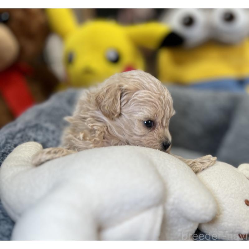 販売中の埼玉県のマルプー:マルチーズ×トイプードル-423080の2枚目