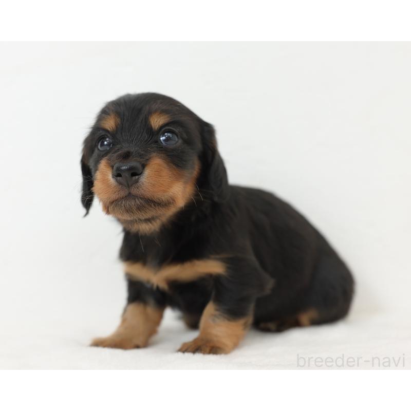 販売中の愛知県のミニチュアダックスフンド(ロングヘアード)-423087の6枚目