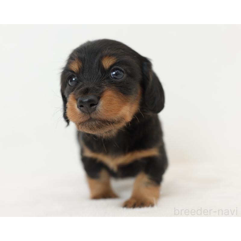 販売中の愛知県のミニチュアダックスフンド(ロングヘアード)-423087の5枚目