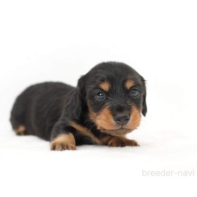 販売中の愛知県のミニチュアダックスフンド(ロングヘアード)-423087の4枚目