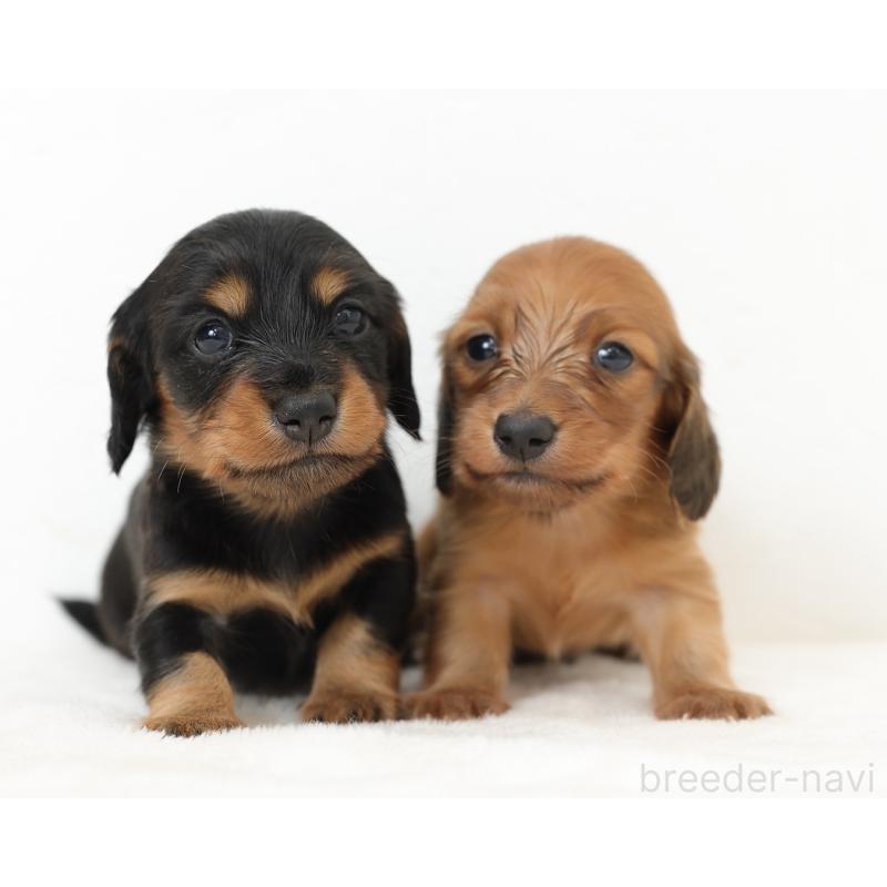 販売中の愛知県のミニチュアダックスフンド(ロングヘアード)-423087の3枚目