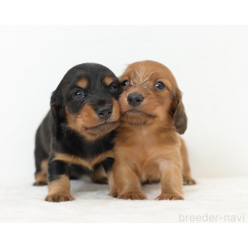 販売中の愛知県のミニチュアダックスフンド(ロングヘアード)-423087の2枚目