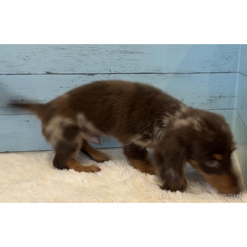 販売中の埼玉県のミニチュアダックスフンド(ロングヘアード)-423093の10枚目