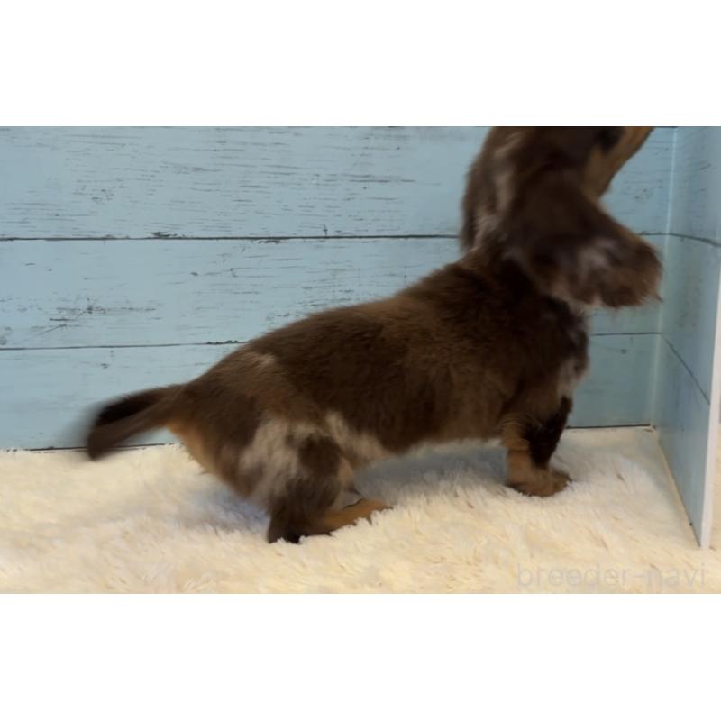 販売中の埼玉県のミニチュアダックスフンド(ロングヘアード)-423093の9枚目