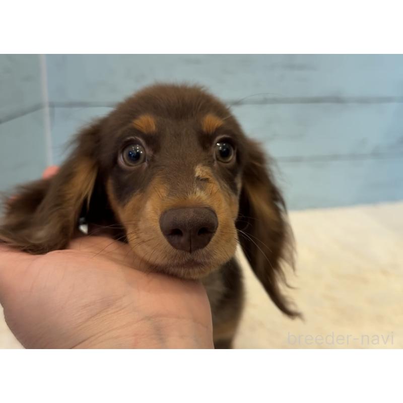 販売中の埼玉県のミニチュアダックスフンド(ロングヘアード)-423093の8枚目