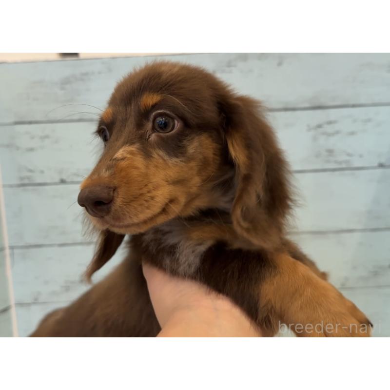 販売中の埼玉県のミニチュアダックスフンド(ロングヘアード)-423093の7枚目