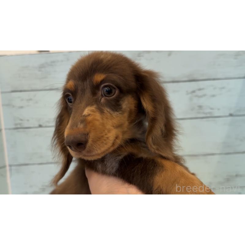 販売中の埼玉県のミニチュアダックスフンド(ロングヘアード)-423093の6枚目