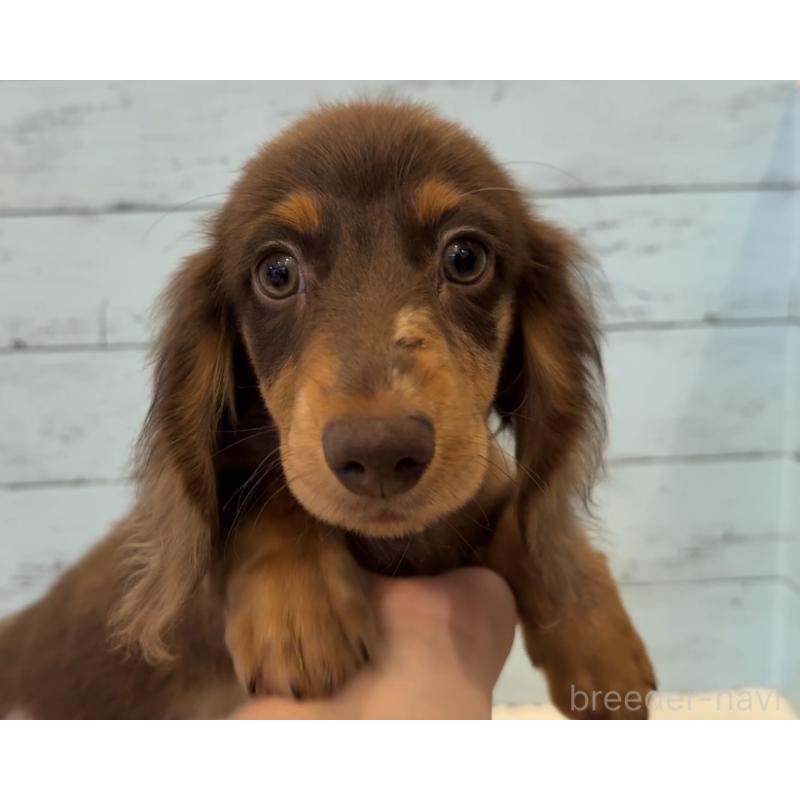 販売中の埼玉県のミニチュアダックスフンド(ロングヘアード)-423093の5枚目