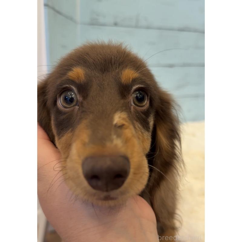 販売中の埼玉県のミニチュアダックスフンド(ロングヘアード)-423093の4枚目