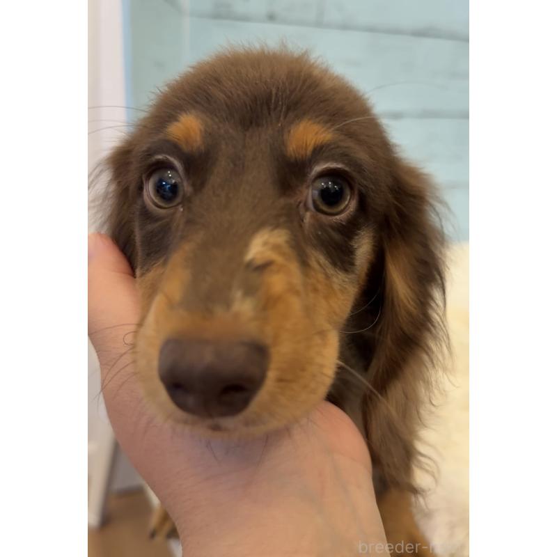 販売中の埼玉県のミニチュアダックスフンド(ロングヘアード)-423093の3枚目