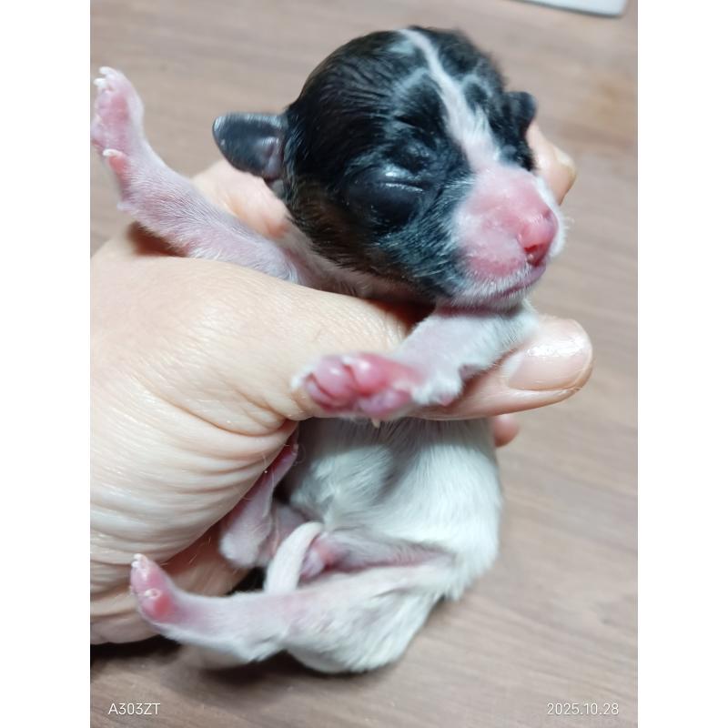 販売中の千葉県のパピヨン-423094の10枚目