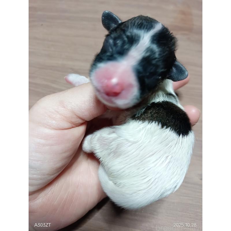 販売中の千葉県のパピヨン-423094の9枚目