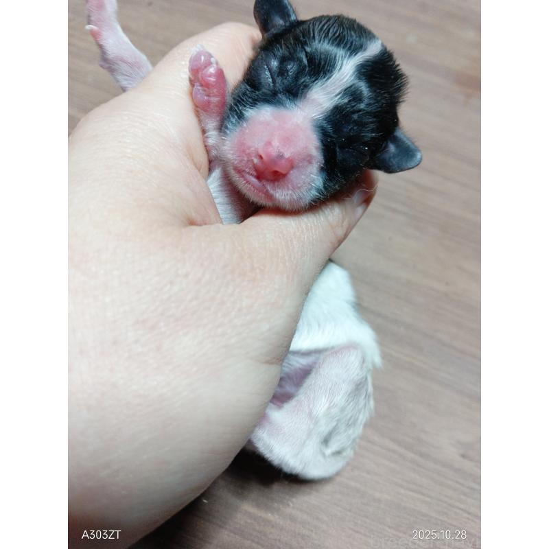 販売中の千葉県のパピヨン-423094の8枚目