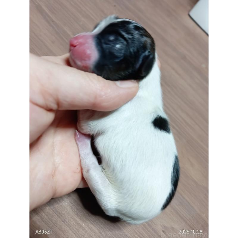 販売中の千葉県のパピヨン-423094の7枚目