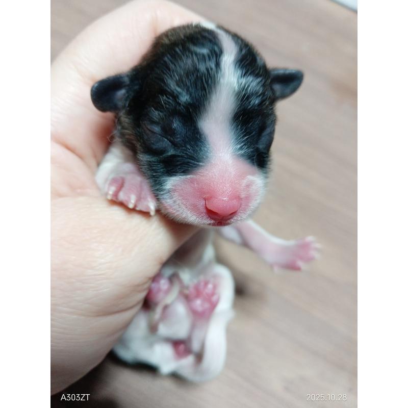 販売中の千葉県のパピヨン-423094の6枚目